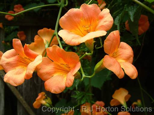 Campsis grandiflora 